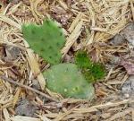 Prickly pear 