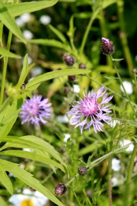 Spotted knapweed Credit:  Jerry Grady