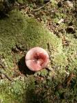 reddish fungi doug's forest